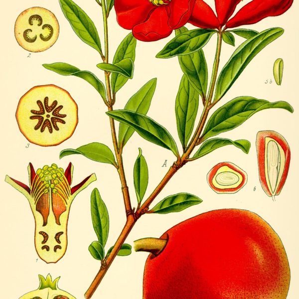 Botanical plate of Punica granatum, the pomegranate, showing flower, fruit and leaves.