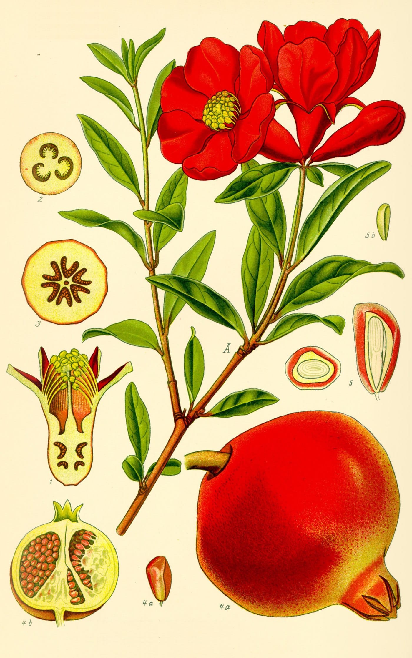 Botanical plate of Punica granatum, the pomegranate, showing flower, fruit and leaves.
