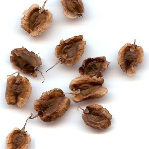 Dried seeds of Rheum australe (Reven chini), Himalayan rhubarb.