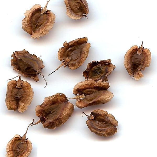 Dried seeds of Rheum australe (Reven chini), Himalayan rhubarb.