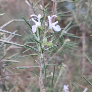 Rosmarinus officinalis, rosemary, showing its needle-like leaves.