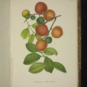 Botanical illustration of Salacia reticulata (Saptarangi).