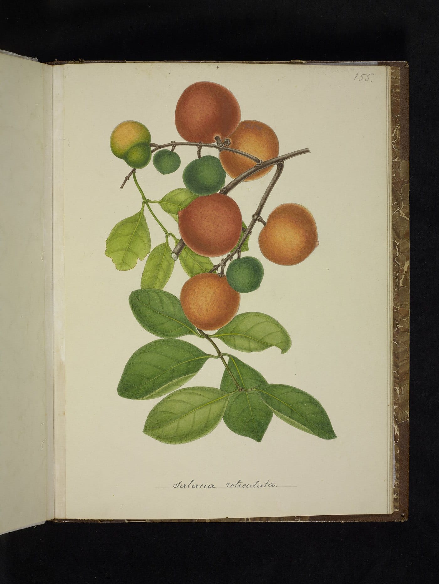 Botanical illustration of Salacia reticulata (Saptarangi).