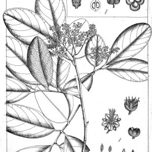 Botanical plate of Sapindus trifoliatus (Reetha), soapnut, showing leaves, flowers and fruit.
