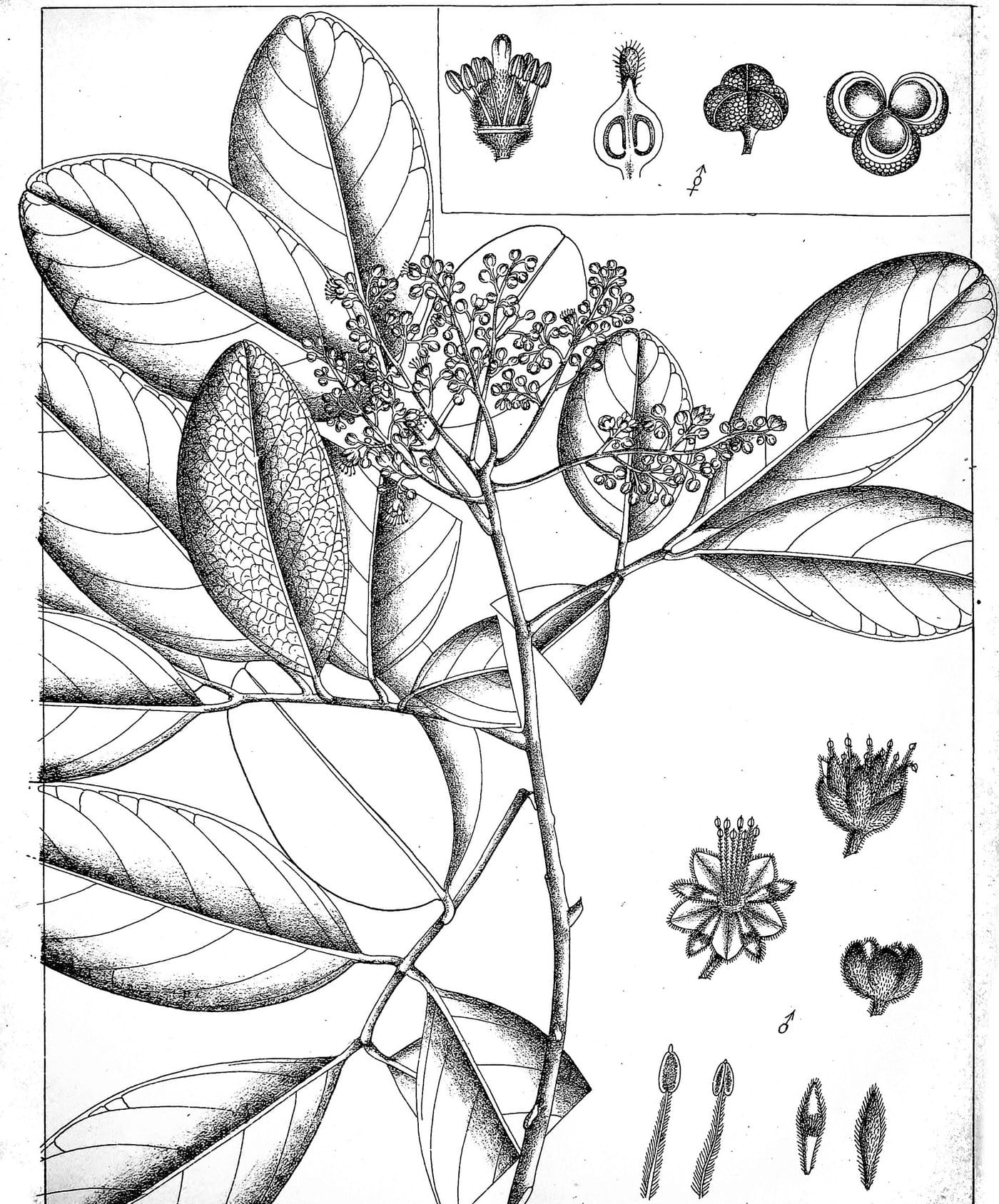 Botanical plate of Sapindus trifoliatus (Reetha), soapnut, showing leaves, flowers and fruit.