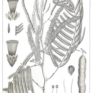 Botanical plate of Senegalia catechu, formerly Acacia catechu, showing the flowering branch, leaves and seed pods.