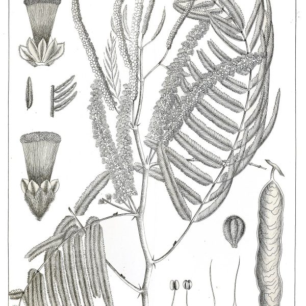 Botanical plate of Senegalia catechu, formerly Acacia catechu, showing the flowering branch, leaves and seed pods.