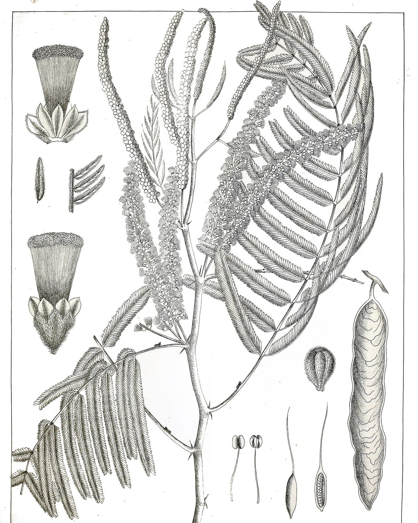Botanical plate of Senegalia catechu, formerly Acacia catechu, showing the flowering branch, leaves and seed pods.