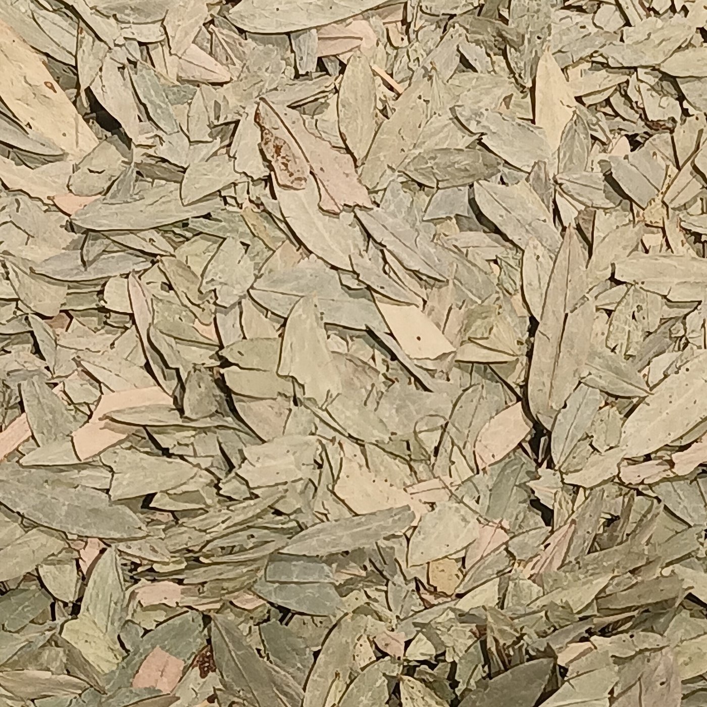 Dried senna leaf, Senna alexandrina, the raw material for this extract.