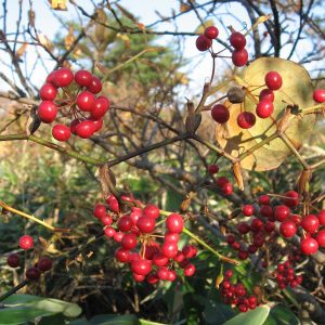 Smilax china (Chop-chini), showing leaves and climbing stem.