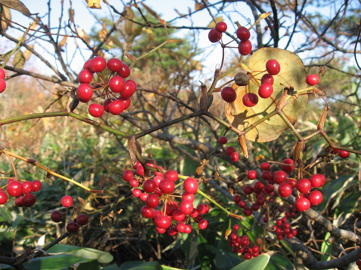 Smilax china (Chop-chini), showing leaves and climbing stem.