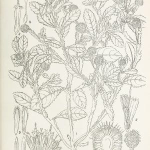 Botanical plate of Sphaeranthus indicus (Gorakhmundi), showing the whole plant with its globular flower heads.