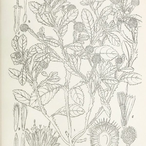 Botanical plate of Sphaeranthus indicus (Gorakhmundi), showing the whole plant with its globular flower heads.