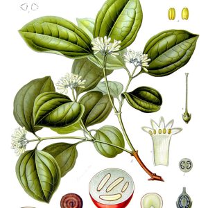 Botanical plate of Strychnos nux-vomica (Kuchla), showing the leaves, flowers and seed in section.