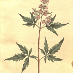 Botanical plate of Vitex negundo (Nirgundi), five-leaved chaste tree, showing the digitate leaves and flower spike.