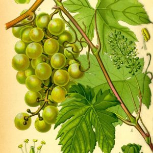 Botanical plate of Vitis vinifera (Draksha), the grape vine, showing leaves and fruit.