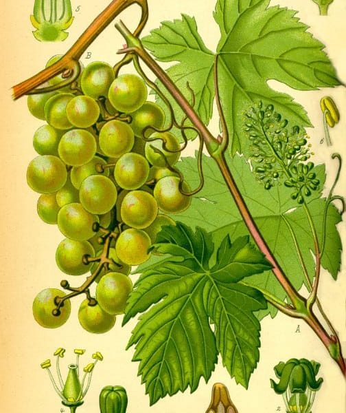 Botanical plate of Vitis vinifera (Draksha), the grape vine, showing leaves and fruit.