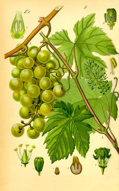 Botanical plate of Vitis vinifera (Draksha), the grape vine, showing leaves and fruit.