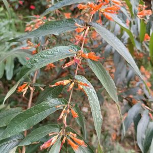 Woodfordia fruticosa (Dhataki) in flower, showing its clustered red blooms.