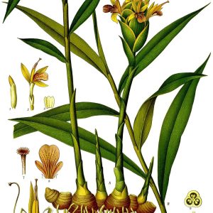 Botanical plate of Zingiber officinale, ginger, showing the leafy stems, flower and rhizome.