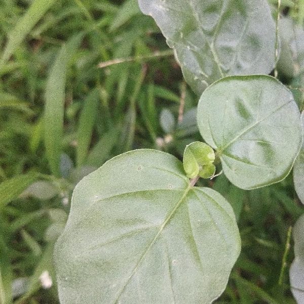 Boerhaavia diffusa (Punarnava) in leaf, showing the rounded leaves and green fruit.