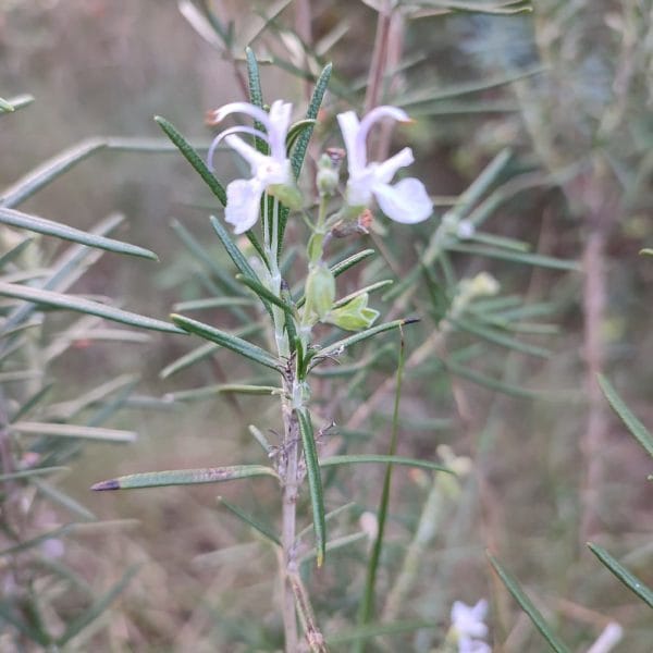 Rosmarinus officinalis, rosemary, showing its needle-like leaves.